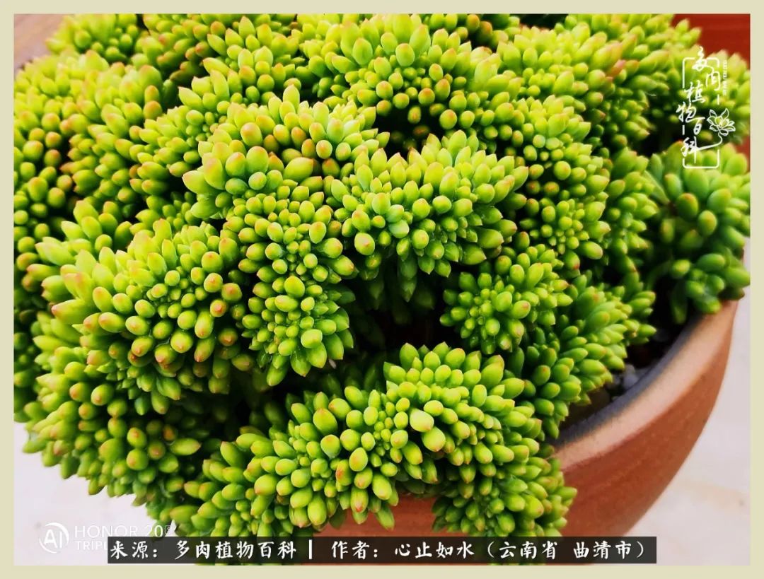 感谢陪伴感恩所有的遇见,让每个人都能感受到多肉的美好