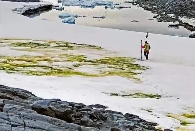 南极变绿带来的影响,南极变绿了