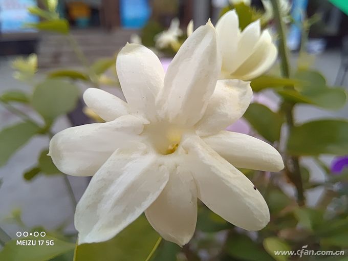 小白测评魅族17深度体验,魅族17显示5g网络还是4g