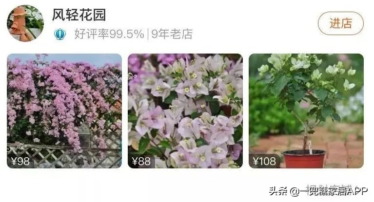 春天花会开|这20家植物淘宝店，植物杀手看了也想买！
