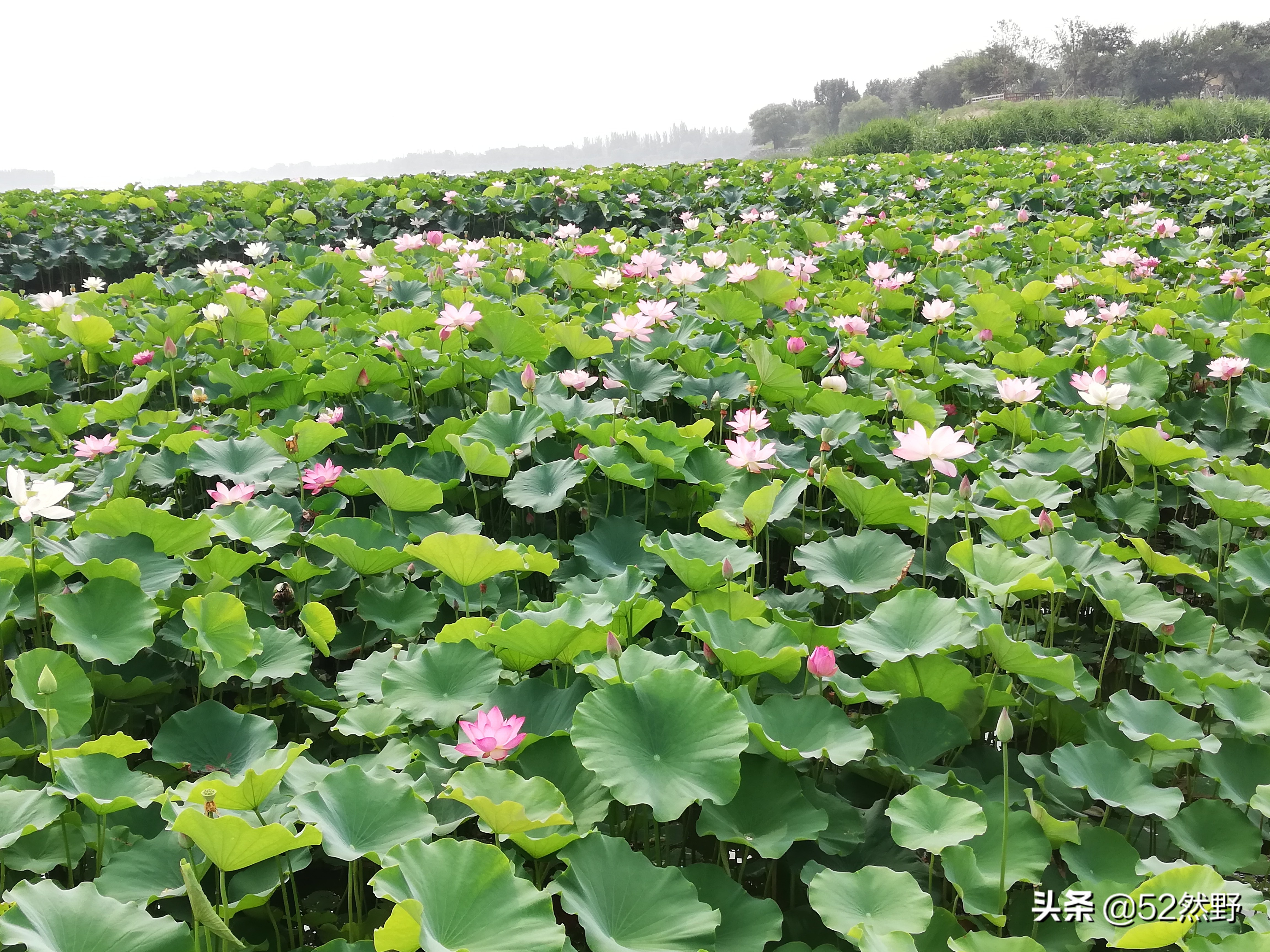 永定河北京的母亲河桑干河,桑干河与滹沱河