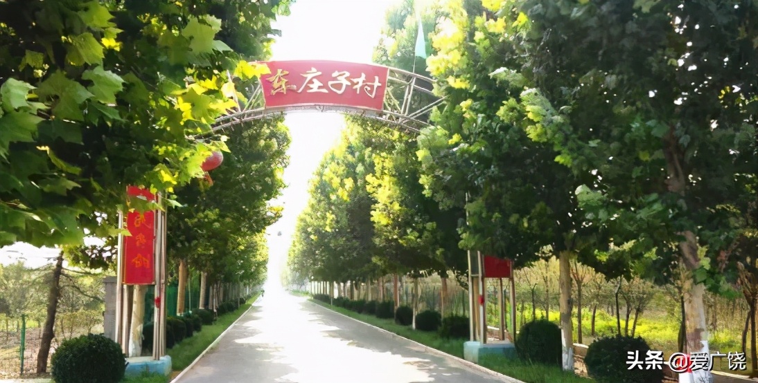 广饶县藏红花种植,广饶县藏红花