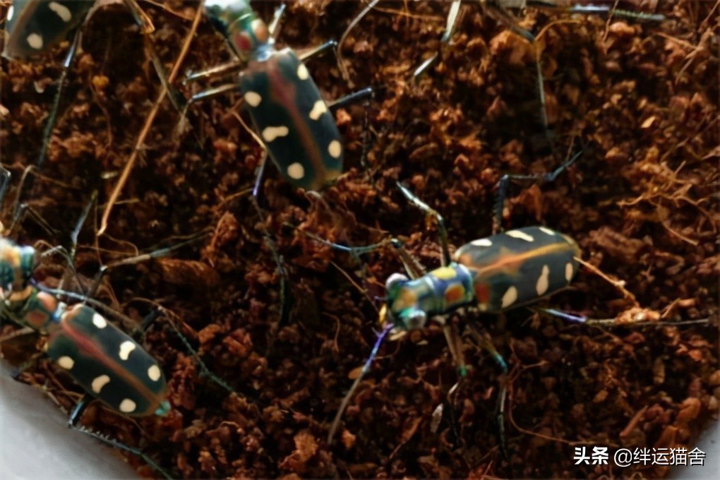 奔跑最快的是什么动物,虎甲虫是最快的虫吗