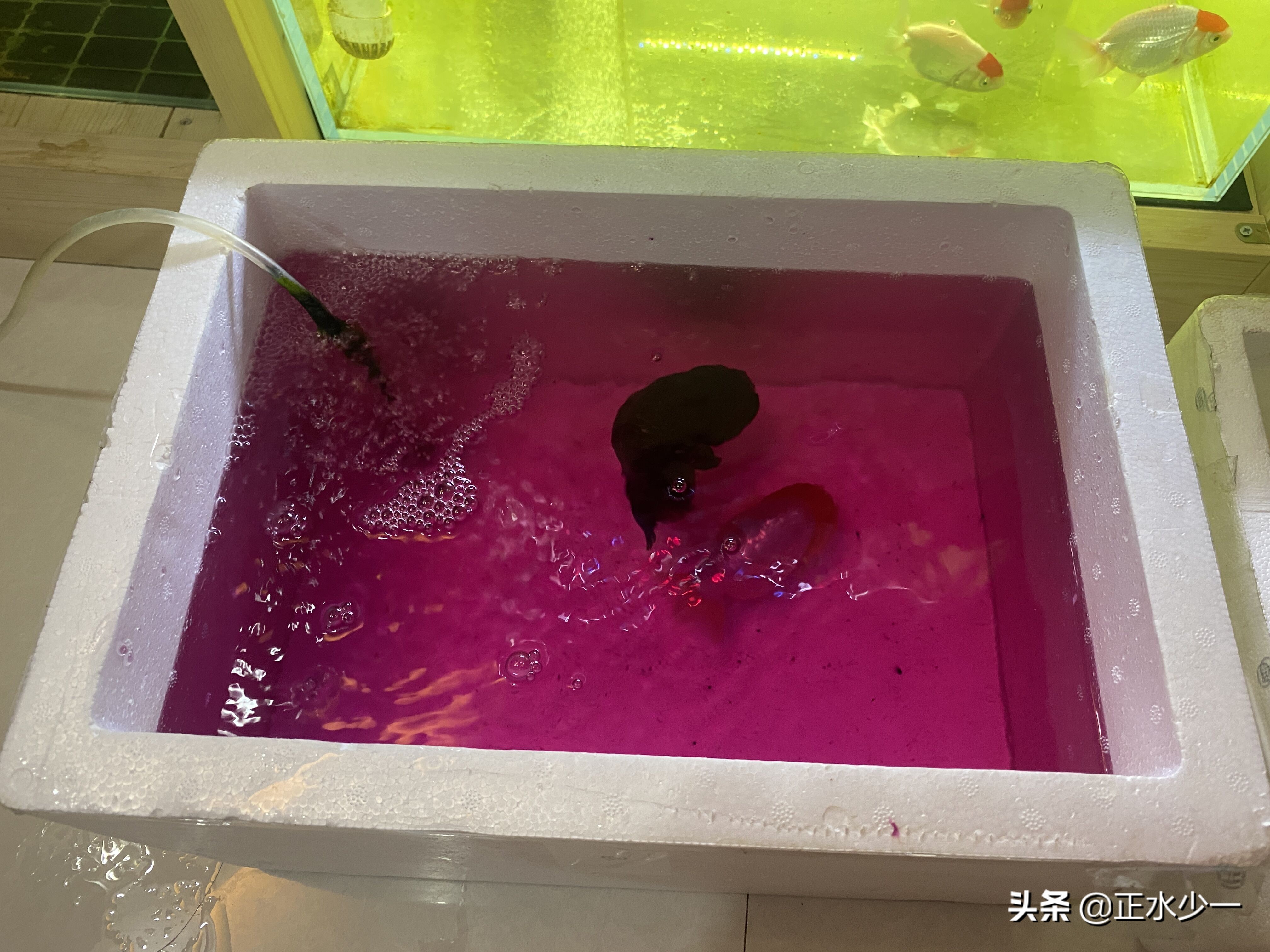 金鱼治疗菌鳃的最好办法,金鱼鳃霉病治疗方法