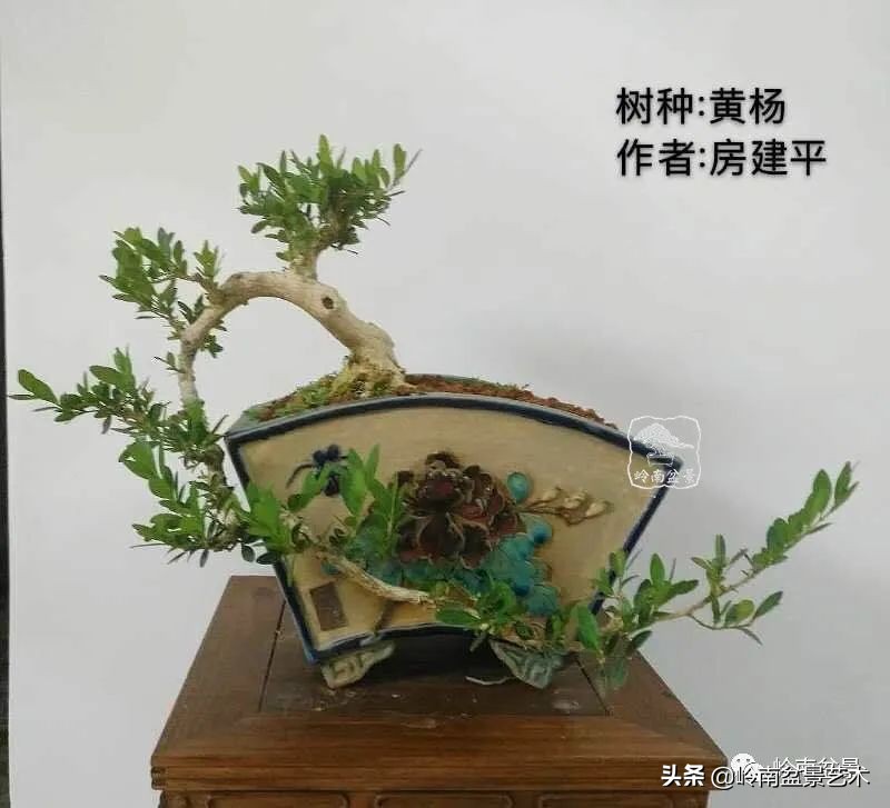 广东的盆景有哪些,适合广东玩的盆景