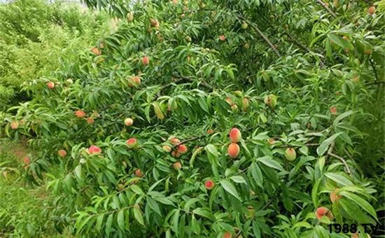 果树施什么肥料可以促花芽分化,影响果树花芽分化的因素有哪些