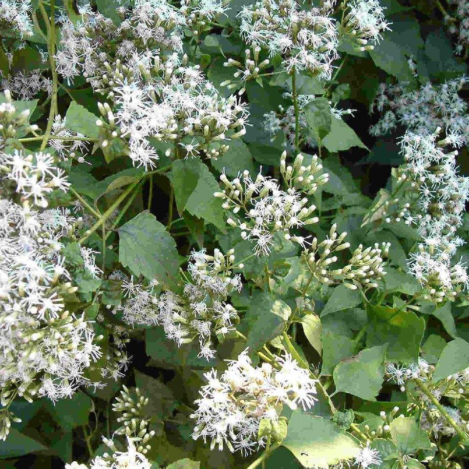 入侵我国野草,农村野草其实是中草药