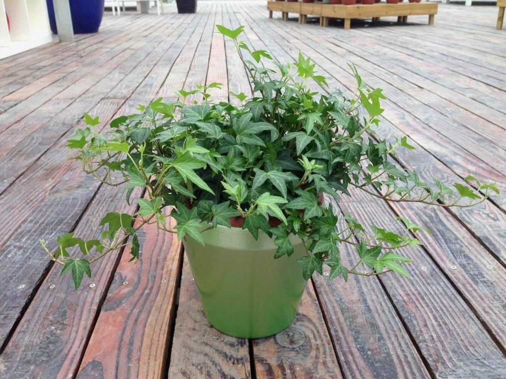 家里有甲醛用什么植物好,新装修的房子什么植物可以去甲醛