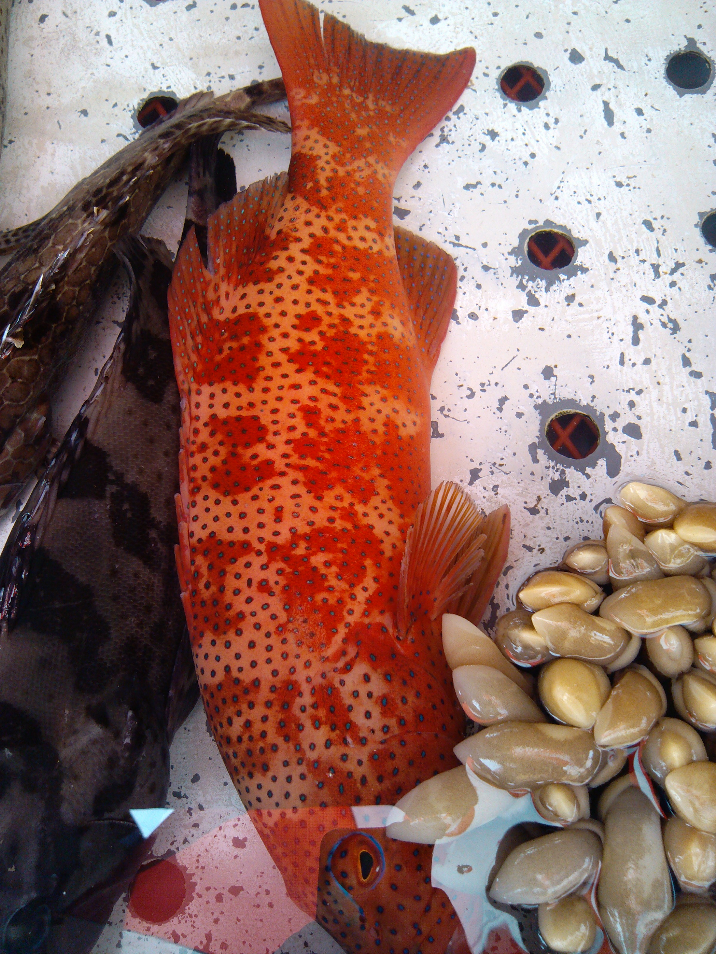 珠海石景山公园攻略,珠海澳门环岛游时间表