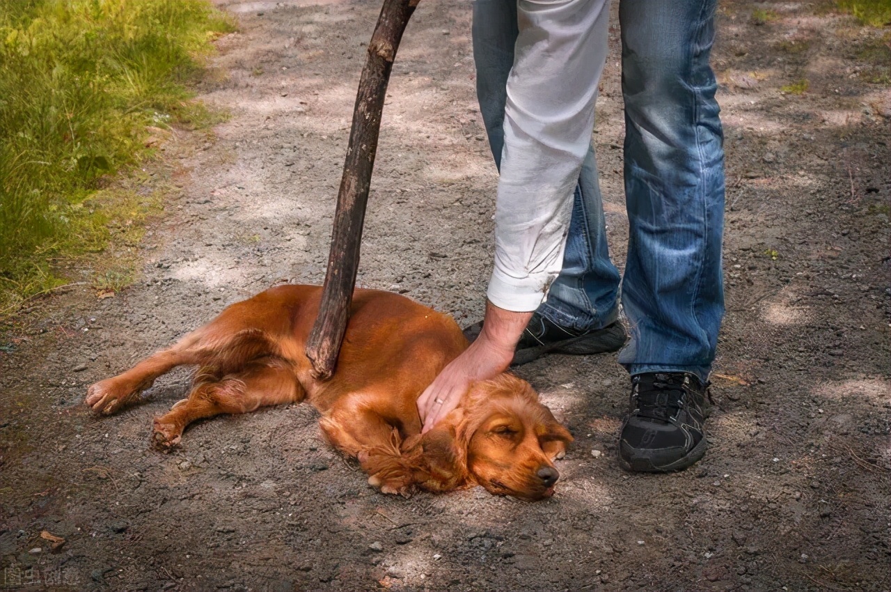 遇到恶狗攻击人如何自救,恶狗攻击人