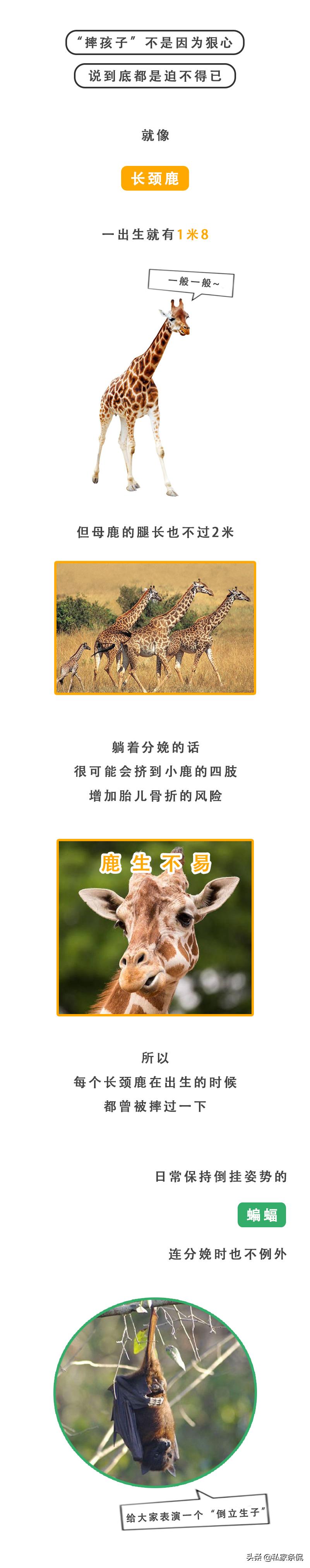 动物世界生蛋的过程,动物世界奇特的分娩方式