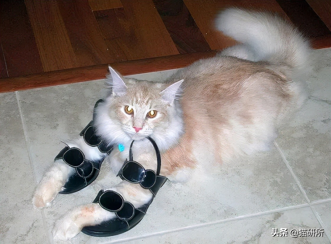 脚气传染猫咪 (猫咪脚气一般什么症状)