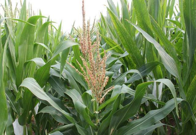 玉米授粉期的管理方法,玉米授粉时期的注意事项