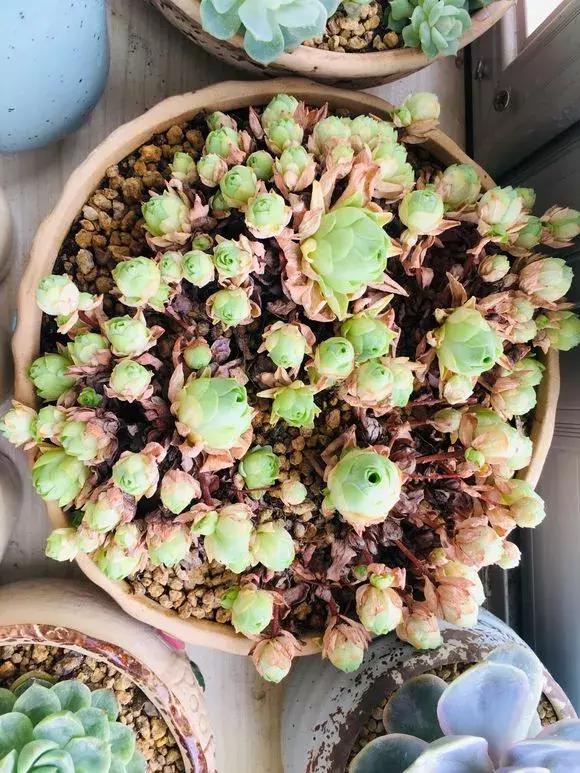 入夏怎样给扶桑浇水,无尽夏浇水的正确方法