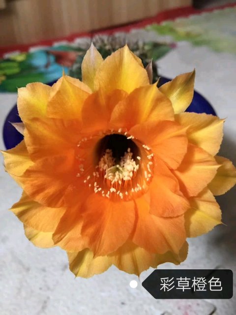 101仙人球,101个仙人球品种