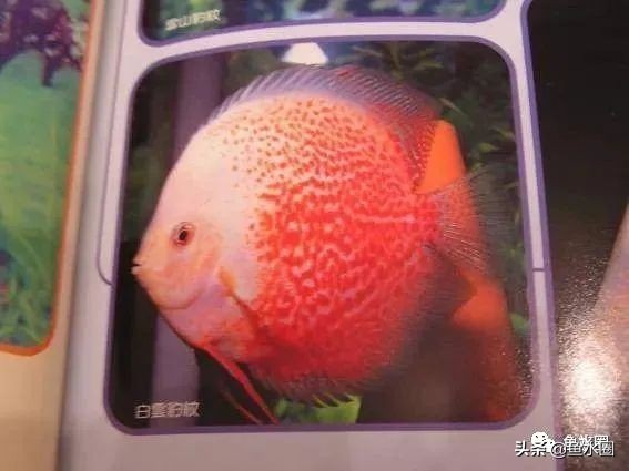 七彩神仙品系图谱,七彩神仙全系品种介绍