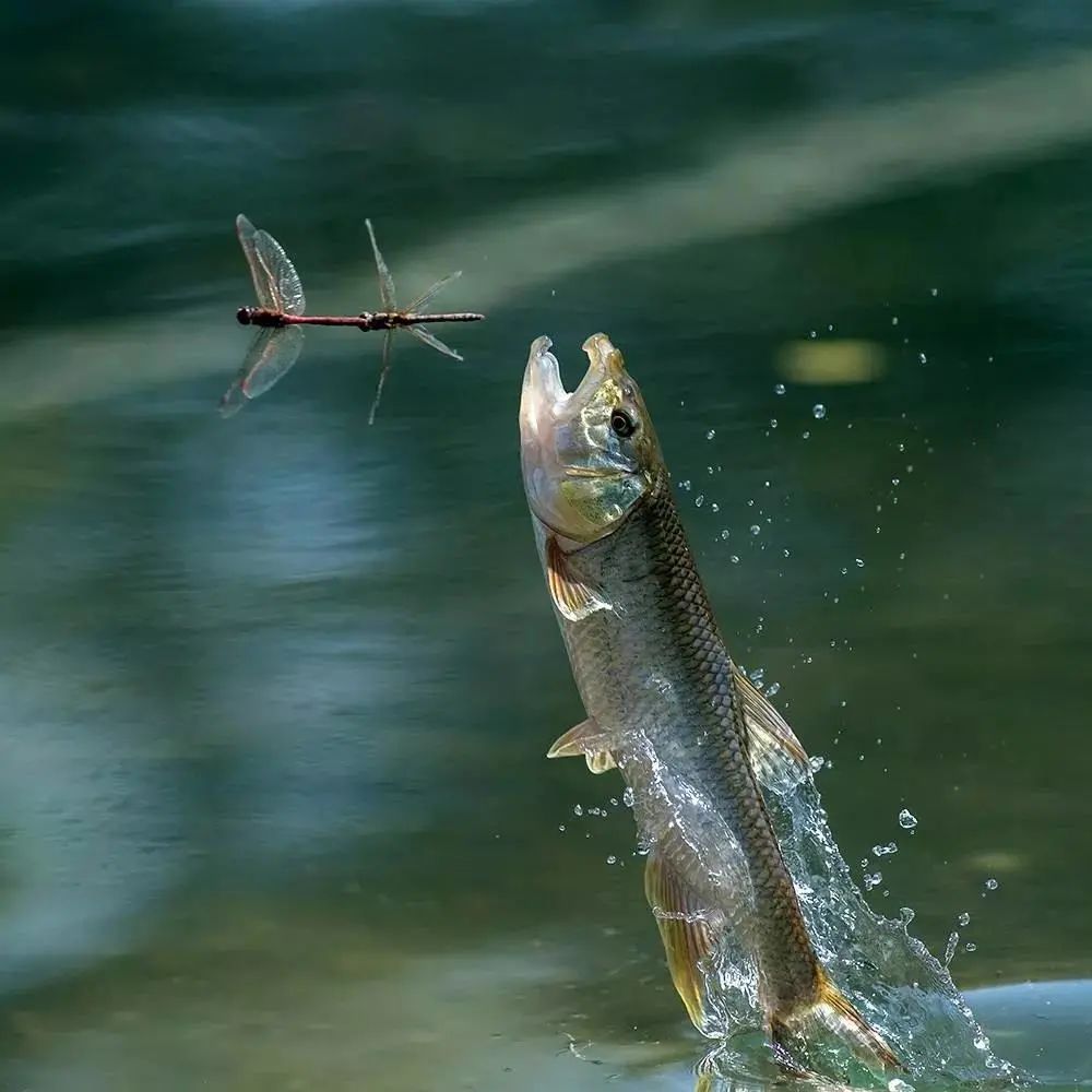深圳免费钓鱼最佳钓点,深圳最新海钓鱼免费地点推荐