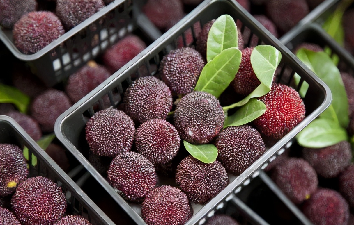 洗杨梅,用清水或者用盐水都不对,学会正确处理方法,干净放心吃