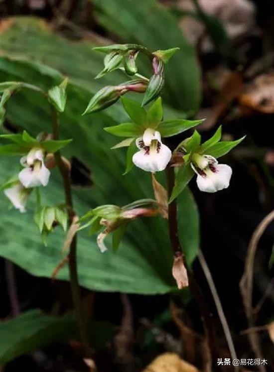 吻兰,云南稀有兰花品种图片金边蕙兰