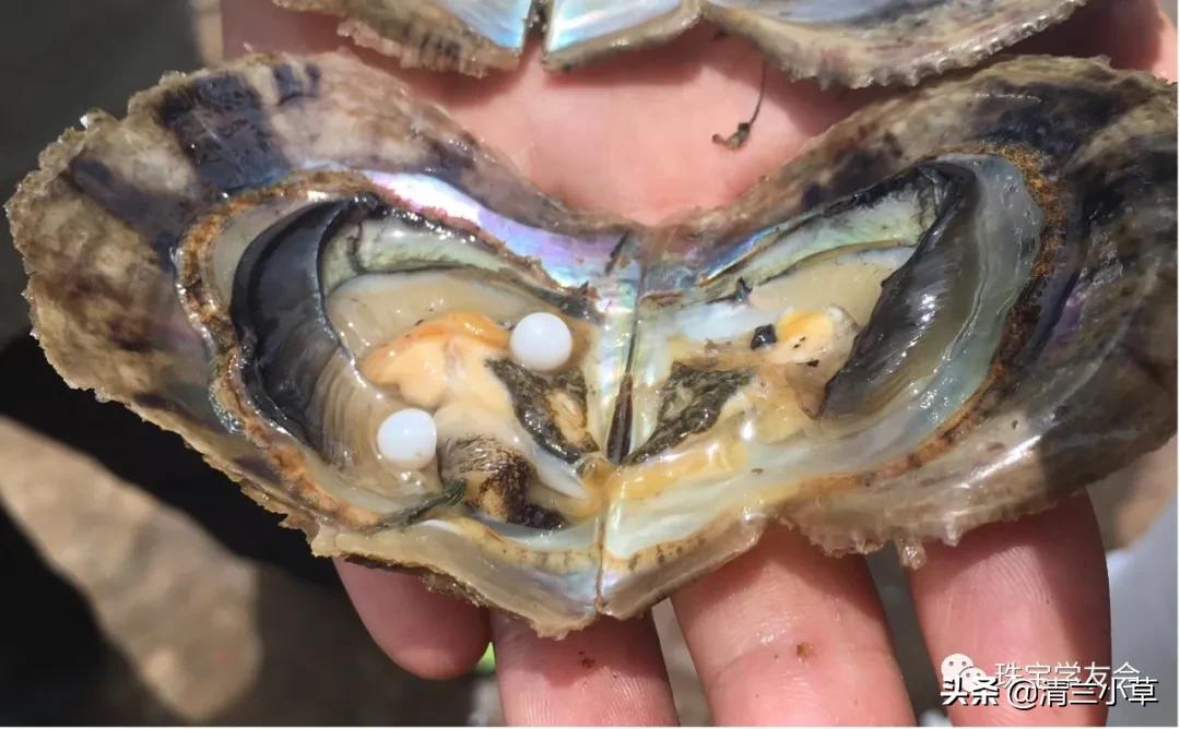 珍珠的知识图片大全,珍珠最全知识