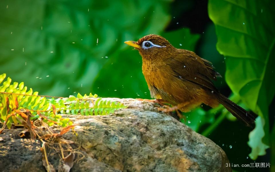 刚下山的齐毛画眉鸟如何饲养,画眉鸟的养殖方法怎么训练