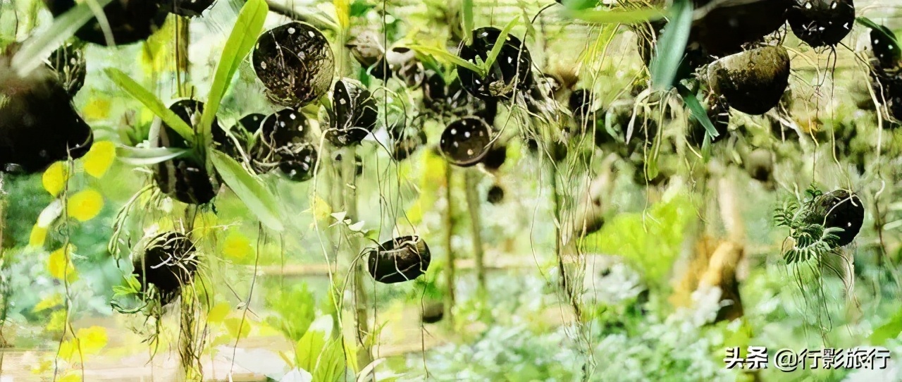 云南的西双版纳州怎么样,云南西双版纳景区怎么样