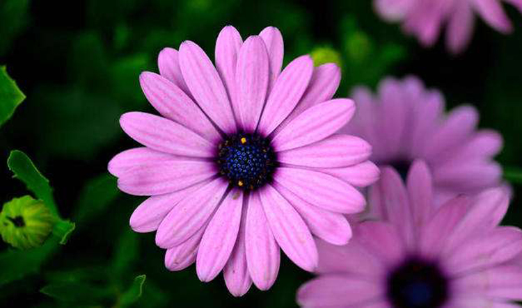 摄影微距技巧,花卉微距摄影技巧