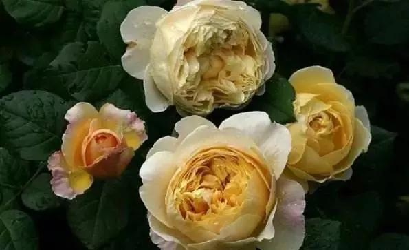 100种玫瑰图片大全,介绍100种不同品种的玫瑰视频