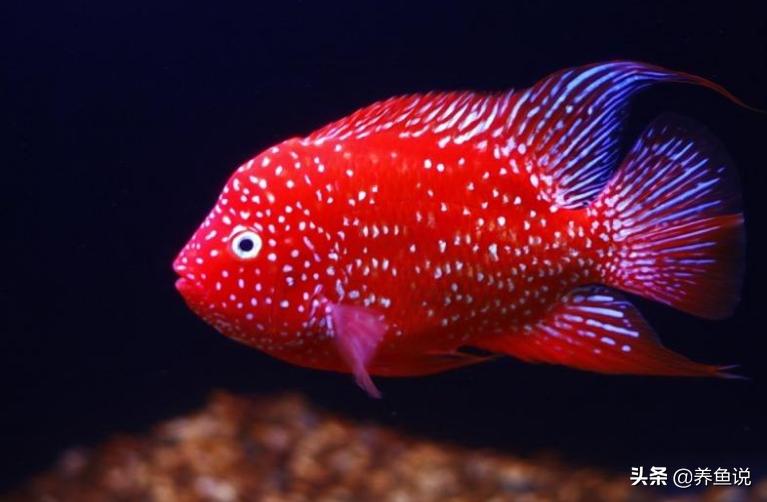 性格温和可以混养的小型观赏鱼,容易好养互动性强的观赏鱼