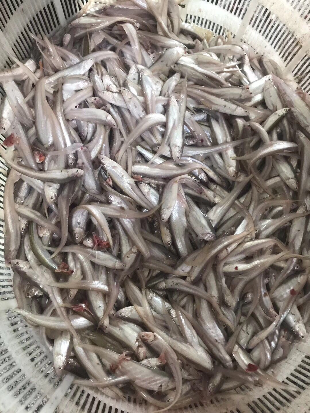 五香酥鱼做法家常菜,学做油炸小刀鱼