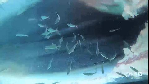 昆士兰座头鲸死亡,澳大利亚鲸鱼死亡36头