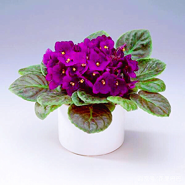 紫罗兰花卉大全,紫罗兰花卉盆栽图片