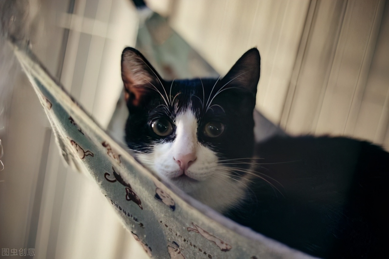 猫咪中暑后如何治疗,猫咪中暑昏厥怎么救