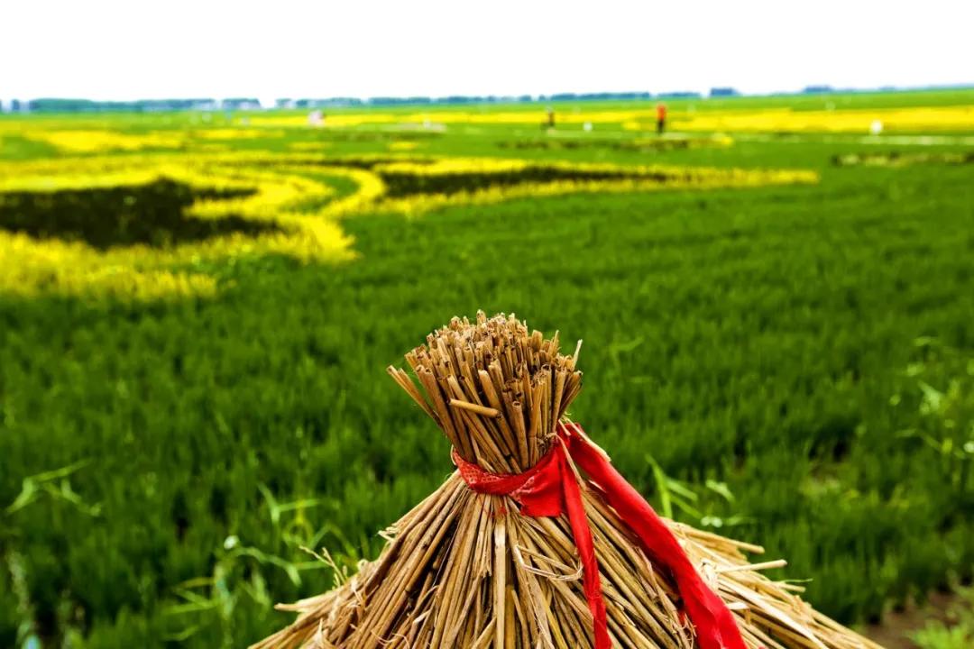 津门网金熙男：最美的稻田