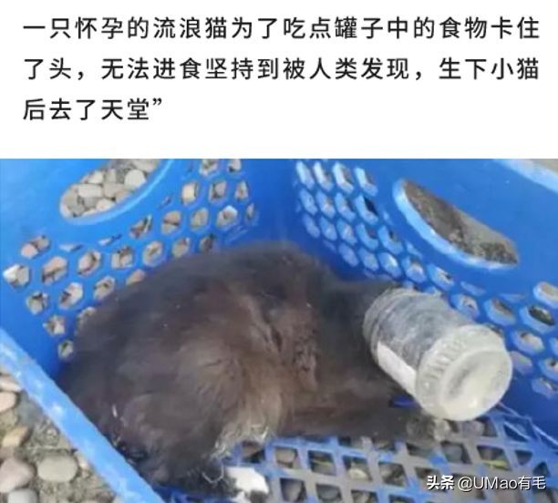 猫能被东西卡住动不了吗,猫好像被什么东西卡住一样