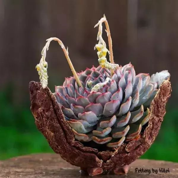 大叔养多肉20年，一片叶子上万块，盆盆都快成精了！