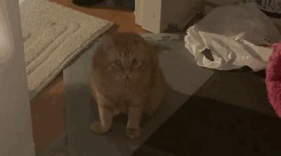 被弃养了一次的猫,从病魔中救回的猫脱离安乐死