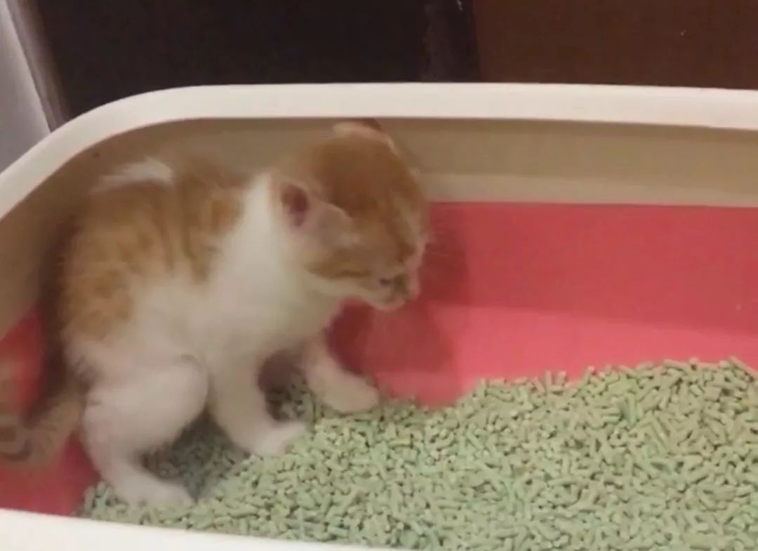 猫咪随便大小便如何纠正,猫咪随便大小便怎么办