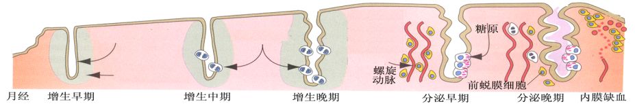 子宫内膜薄怎么才能怀孕,吃柚子对子宫内膜有影响吗