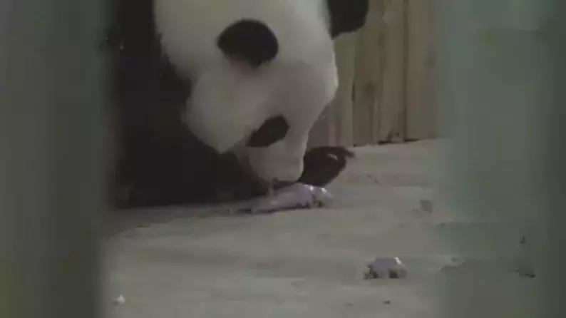 大熊猫隆仔出场,隆仔大熊猫最新消息