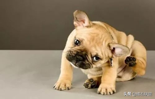 狗狗总是用屁股蹭地板，你以为是它在卖萌装傻，事实真是这样吗？