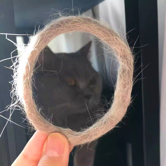 猫咪掉毛太严重满屋子都是猫毛 (猫咪掉毛扎毛毡)