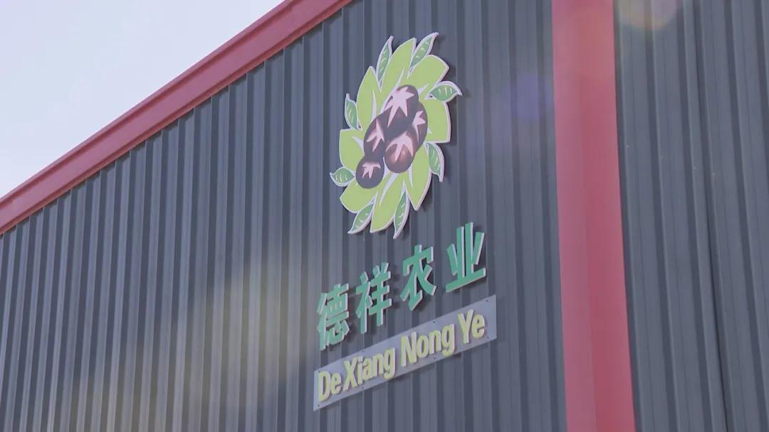 德祥农业种植开发,德祥农业大项目