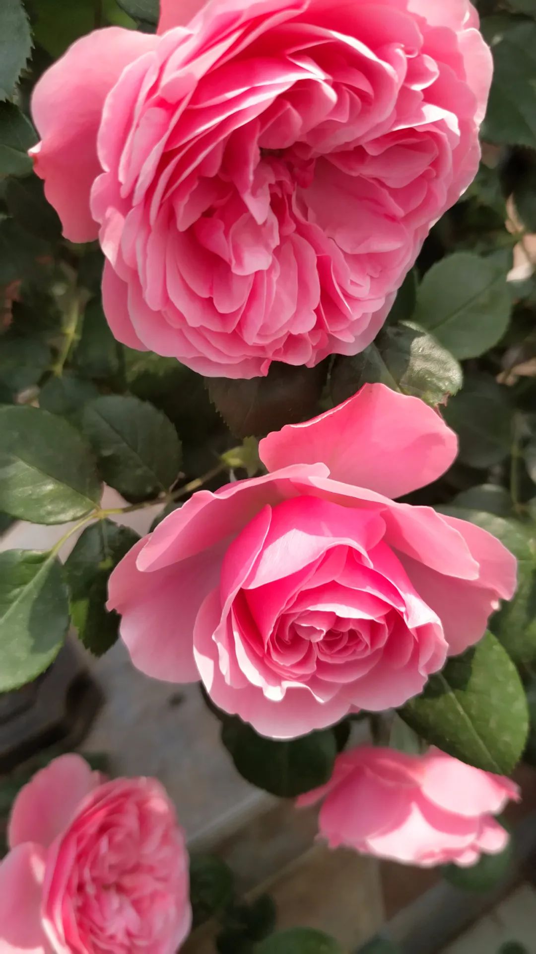 一棵粉达，撑起一座花园的一个春天