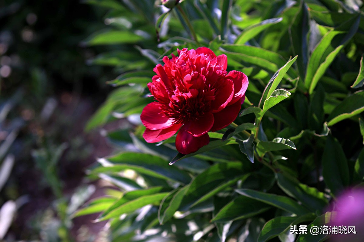 大院绿化的回忆——顺便看看院里的芍药定个究竟有多少种？