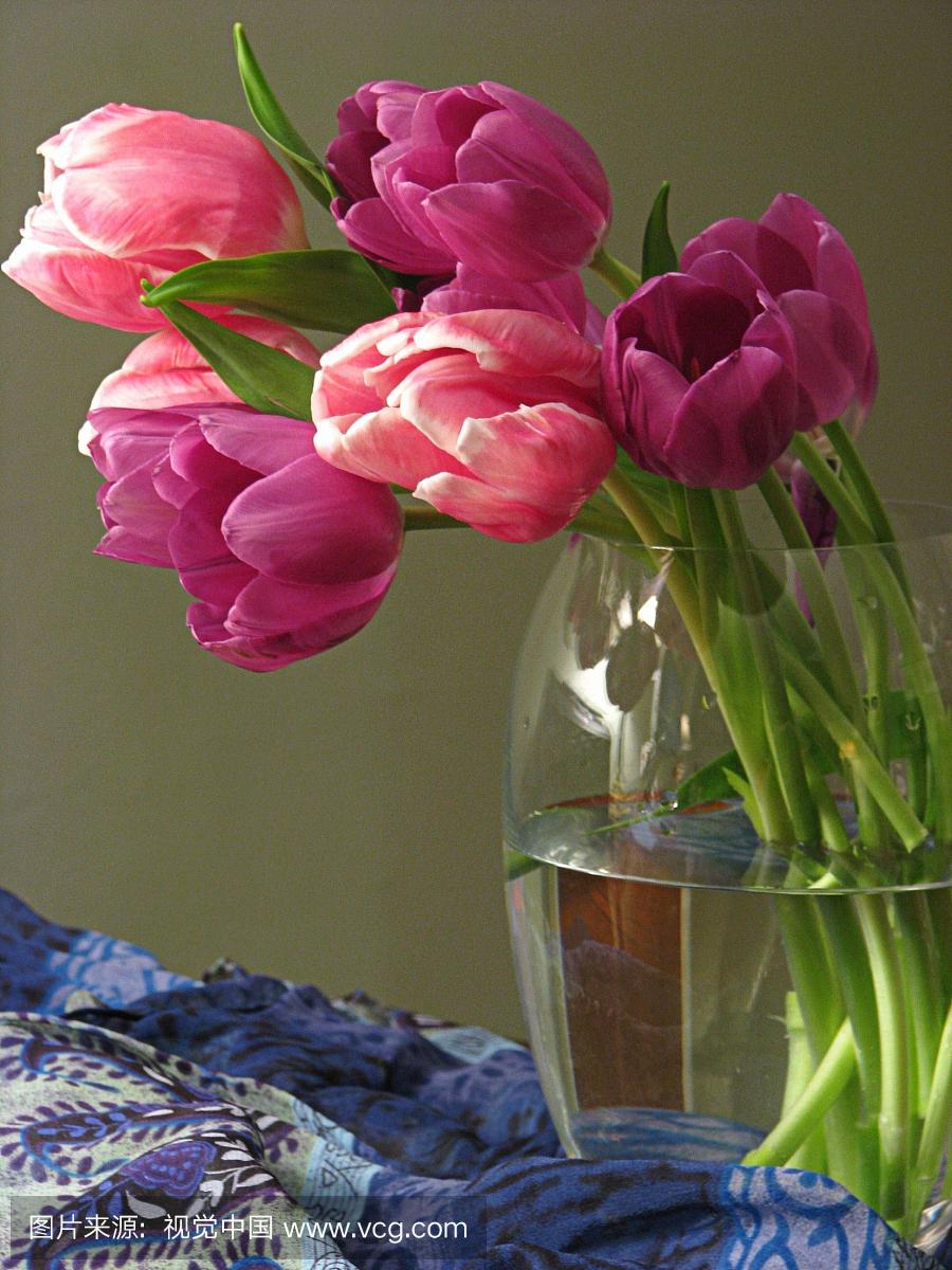 用郁金香表白语录,关于郁金香表白的浪漫句子