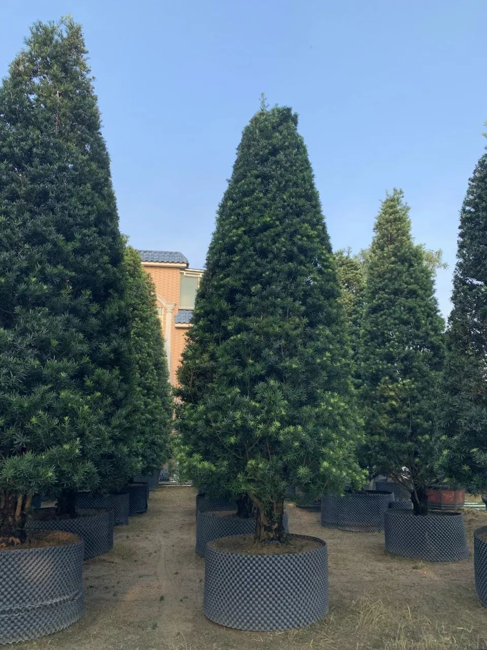 金彩罗汉松苗木,五彩罗汉松苗