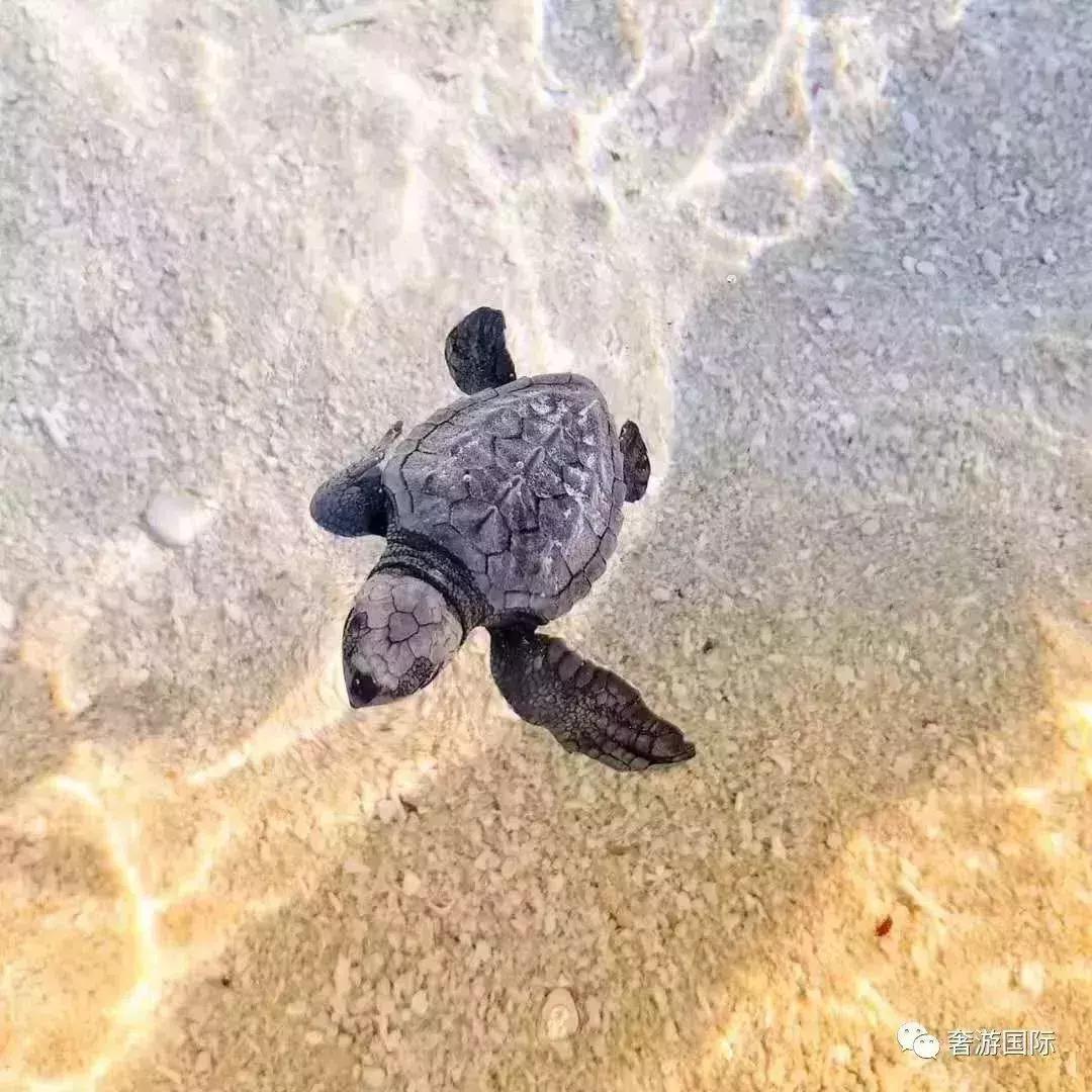 马尔代夫jv岛攻略,马尔代夫v岛