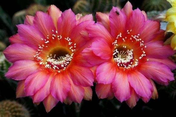 101个仙人球品种,101种仙人球开花图片