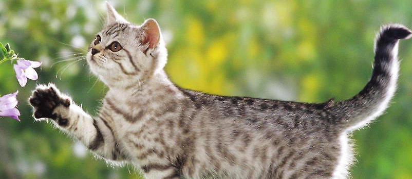 猫传腹猫咪一直叫是疼的吗,猫咪最可怕的公猫